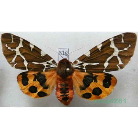 Arctia caja (Linnaeus, 1758) Niedźwiedziówka kaja female Poland81g